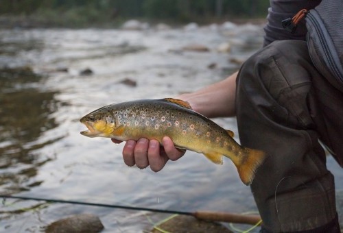 A może by wyskoczyć na ryby?